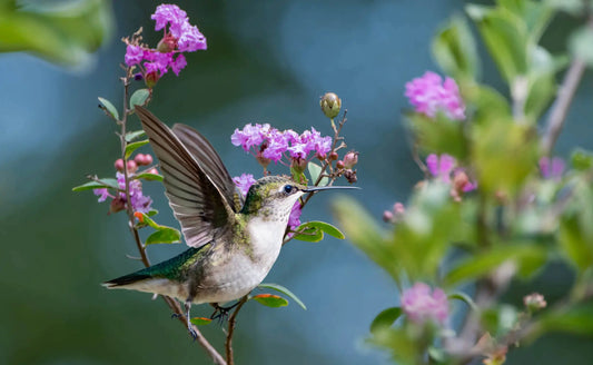 How To Landscape With Muskogee Crepe Myrtle - Tree Nursery Co