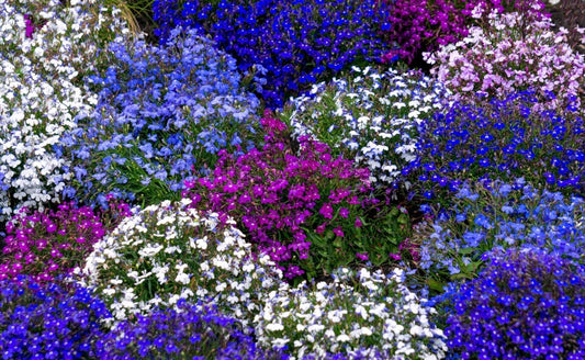 Maximizing Your Property with Native Plants