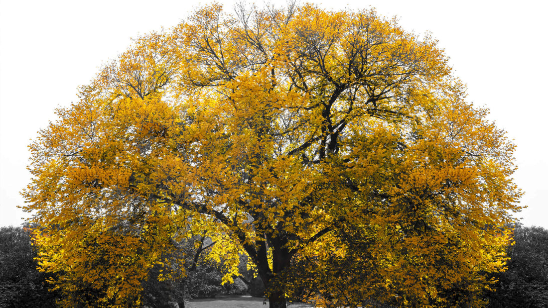 The Best Redwood Tree