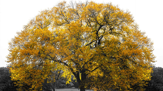 The Best Redwood Tree