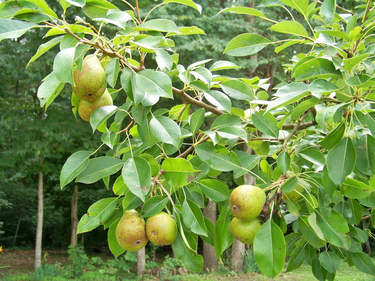 Uses Of Pear Fruit Trees in Landscaping