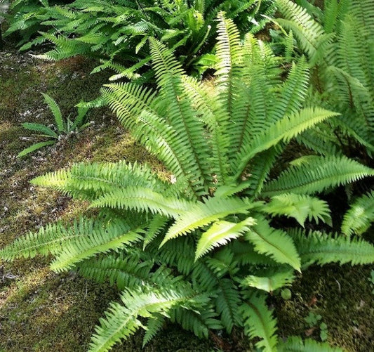 Native Fern Plants Are Excellent For Use As Border Plants