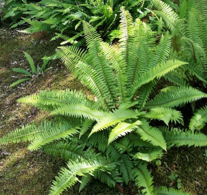 Native Fern Plants Are Excellent For Use As Border Plants