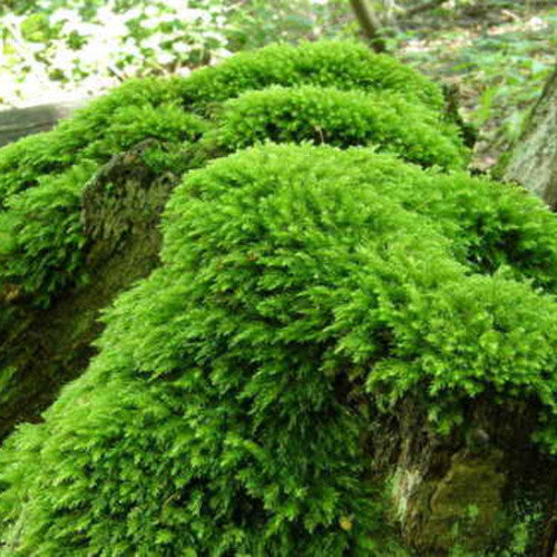 Benefits of Growing Moss in Your Garden