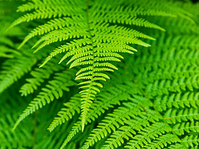 ferns