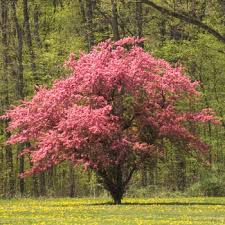 Transform Your Yard with These Stunning Flowering Trees
