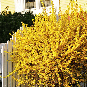 Forsythia Helps Landscaping Areas