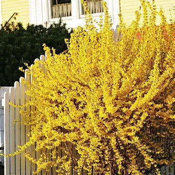 Forsythia Helps Landscaping Areas Tennessee Wholesale Nursery