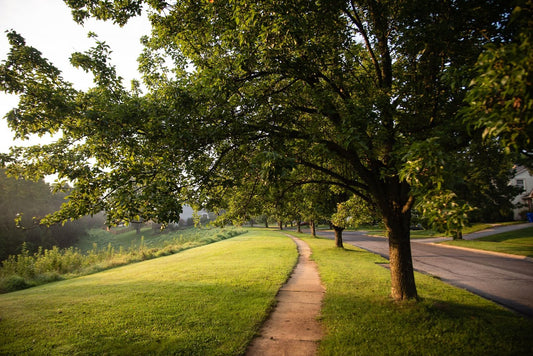 How To Buy Trees  With Our Nursery