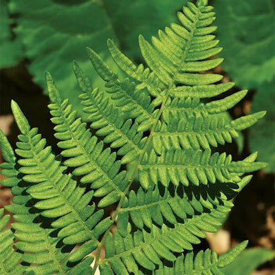 Tips and Tricks for Growing Native Fern Plants in Shade Gardens