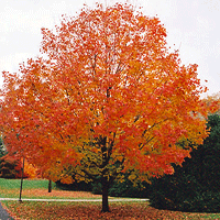 Mountain Maple