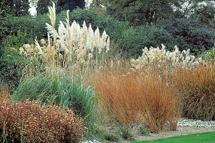 Native Grasses Attract Wildlife Wholesale Nursery