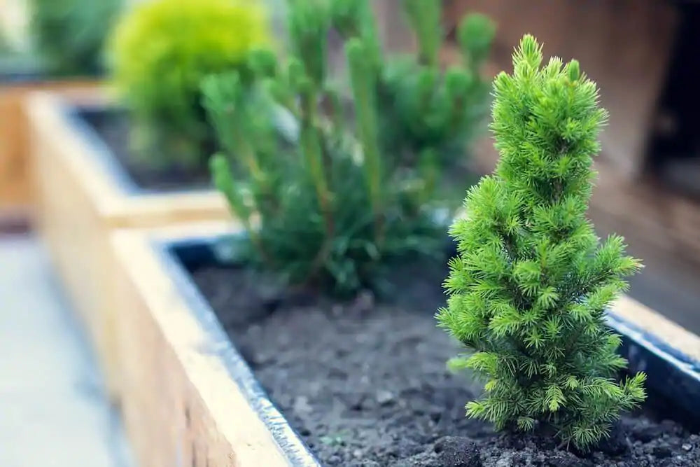 About Potted Plants