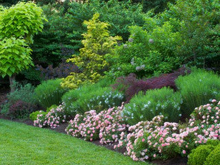 How To Grow Shrubs Successfully In Your Yard
