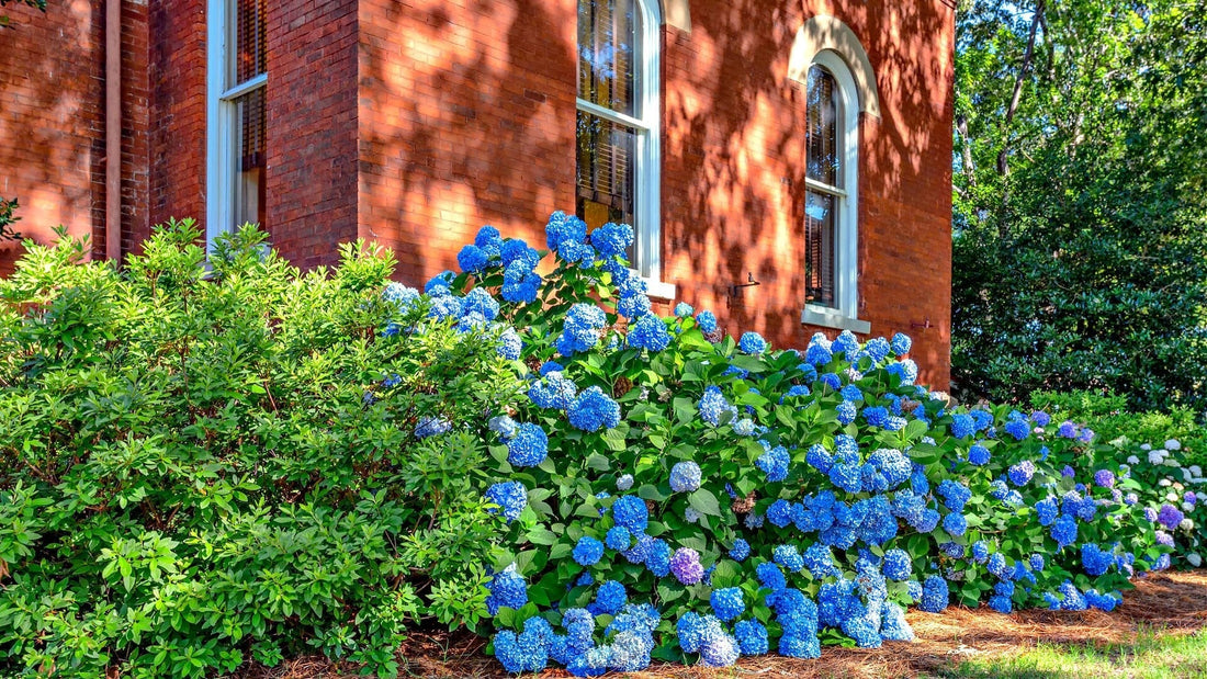 Crafting a Graceful Landscape with Native Plants - Tree Nursery Co