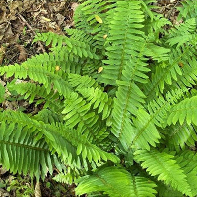 Five Different Ways to Use Native Ferns in Gardens