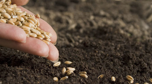 Needs For Seeds In Your Yard And Garden