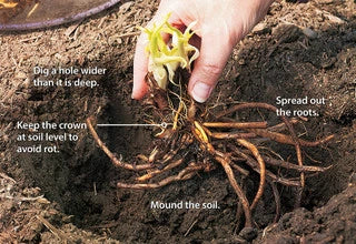Save Money Buying Bare Root Plants