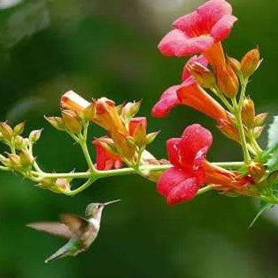 The 10 Best Flowers to Attract Hummingbirds In Your Garden