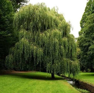 Hybrid Willow Tree Add Immense Beauty To Any Landscape