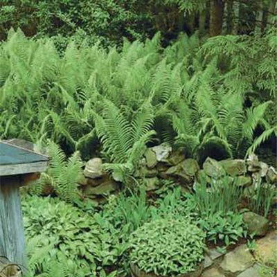 An Introduction to 7 Native Ferns and Their Benefits