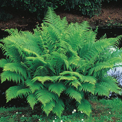 How To Choose The Right Type Of Native Fern For Your Garden
