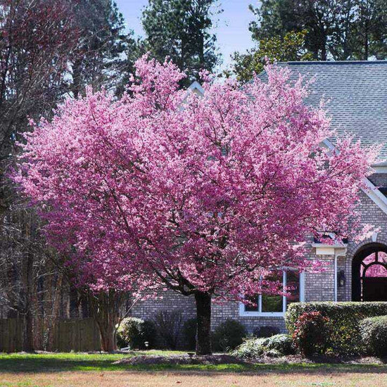 Springs 10 Most Vibrant Flowering Trees