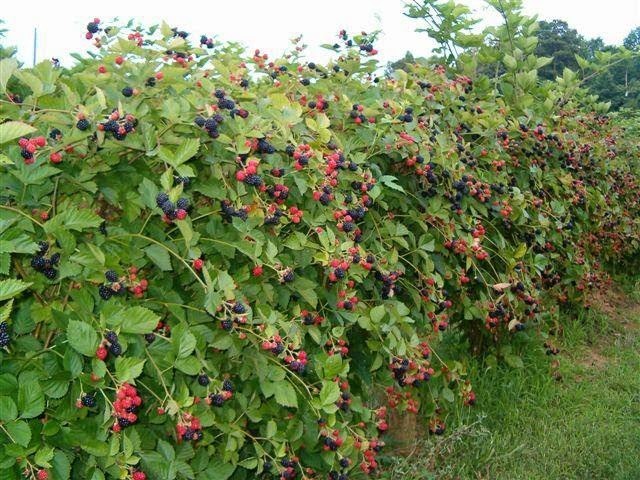 Berry Plants Are Great To Plant For Deer and Other Wildlife