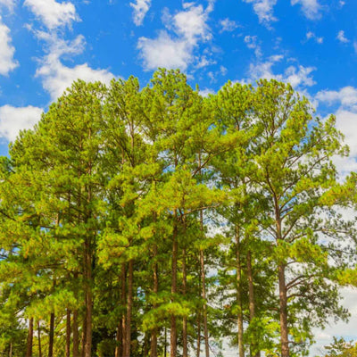 Loblolly Pine Trees Uses For Flooring and Furniture