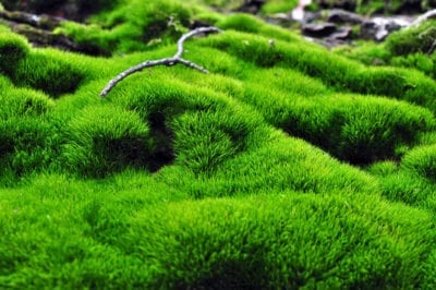 The Many Benefits of Using Mosses in Landscaping