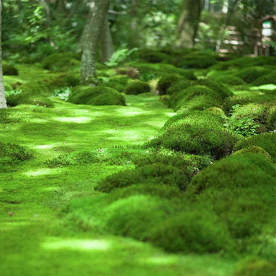 Moss Improves Wetland Areas And Cleans The Environment