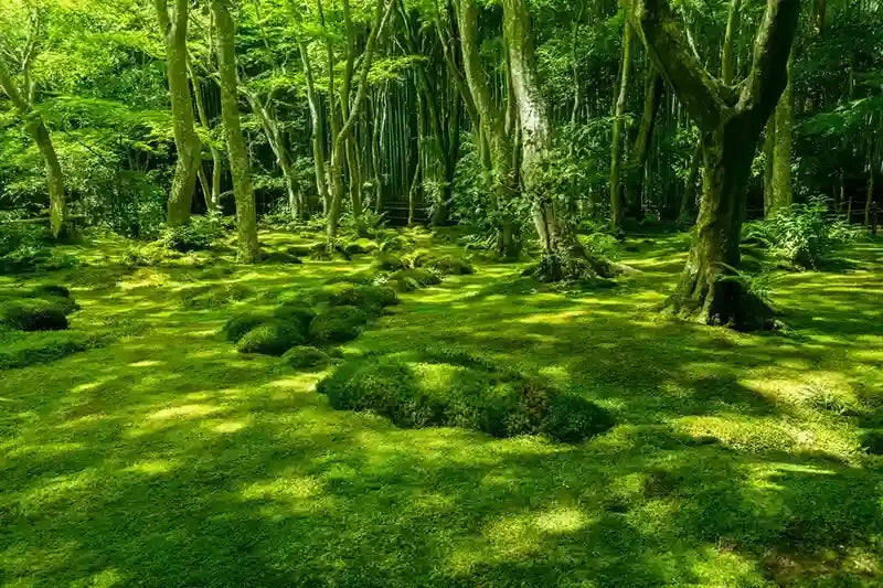Choosing the Right Mosses for Natural Groundcover - Tennessee ...