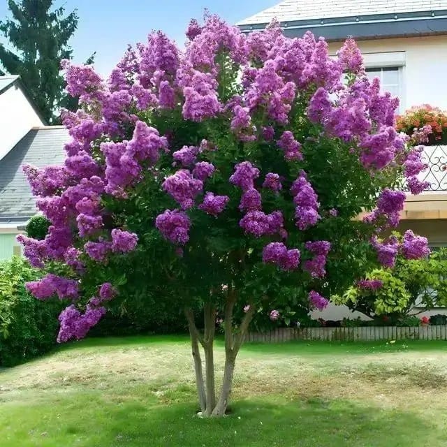 Crepe Myrtle: A Southern Icon That Thrives and Wows