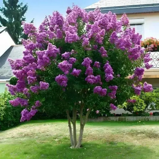 Crepe Myrtle: A Southern Icon That Thrives and Wows Tennessee Wholesale Nursery