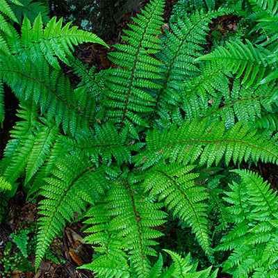 Native Ferns Are Bio-Indicators and Removes Airborne Toxins