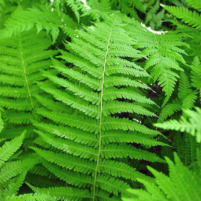 How to Choose and Plant Hay-Scented Ferns in Your Shade Garden
