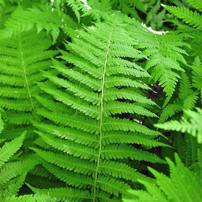 New York Ferns Make Great Border Plants