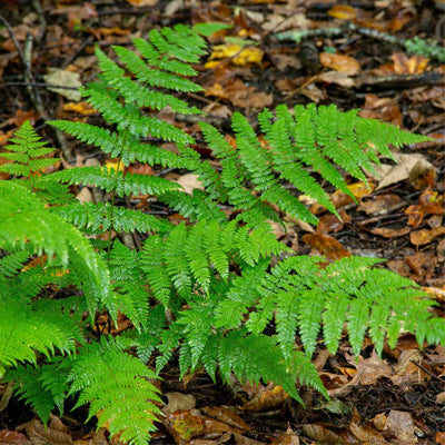 What Are New York Ferns And How To Grow Them