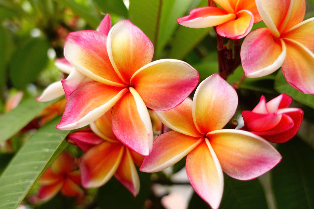 Gardening with Arthritis