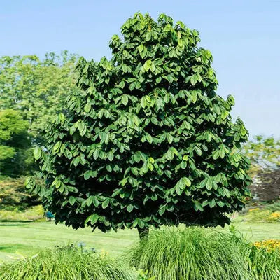 Pawpaws: Perfect Fruit Trees – Tennessee Wholesale Nursery