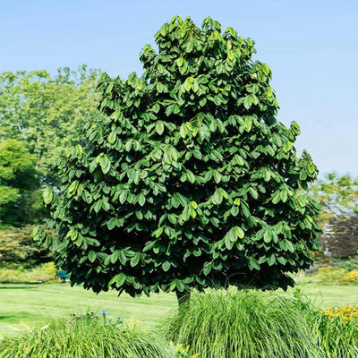 Why You Should Plant Pawpaws Trees In Your Garden