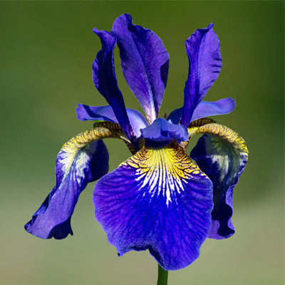 Four Easy Ways To Propagate Perennials From Existing Ones In Your Garden