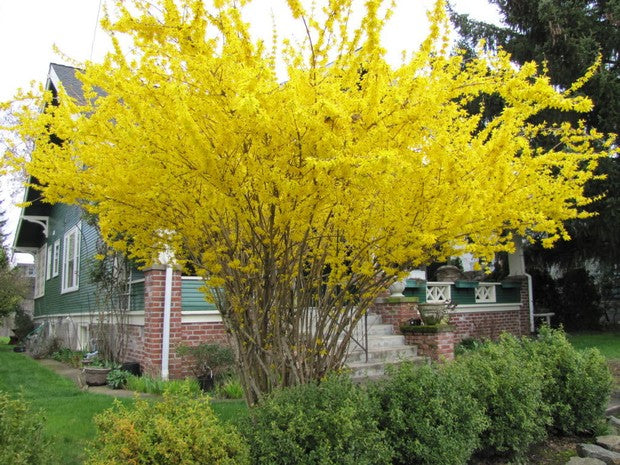 The Wonders of Dwarf Forsythia In Any Landscape