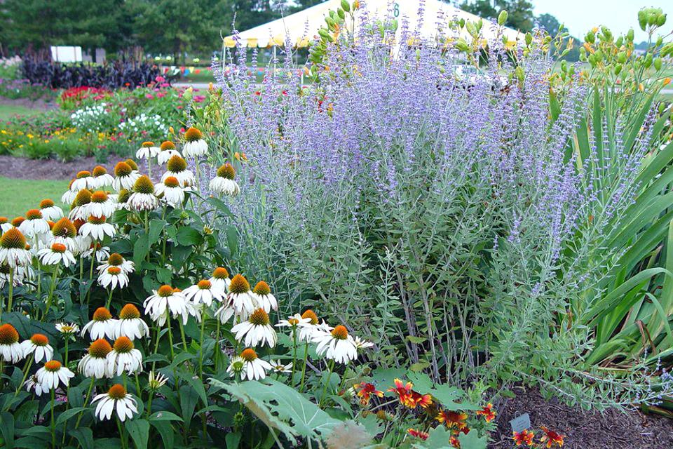 Sustainable Landscaping With Native Plants