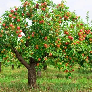 There Are Many Advantages To Planting Fruit Trees