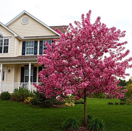 The Advantages Of Blooming Plants And Its Benefits