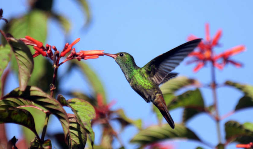 Hummingbird Plants Offer A Bright Vibrant Color To Your Lawn