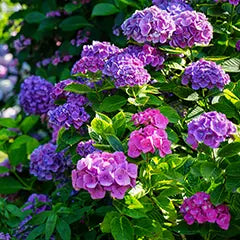 Fast-Growing Shrubs That Add Privacy and Beauty in TN