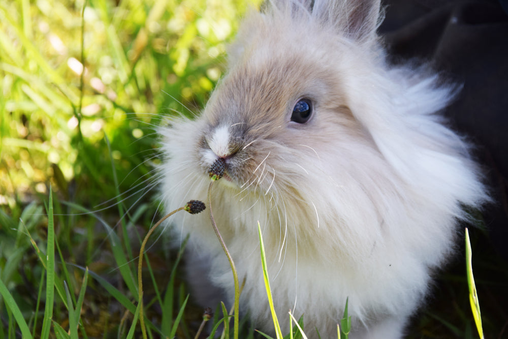 Rabit Proofing Your Garden Tips
