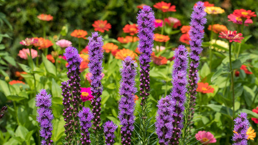 Creating A Healing Garden